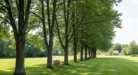 Fototapeta premium Serene Avenue Of Trees With A Bench In A Lush Green Meadow
