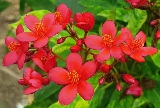 Close-up scenery of vibrant single pink and red jatropha integerrima or peregrina or spicy jatropha full bloom flowers and buds with green leaves plant in the outdoor garden area.