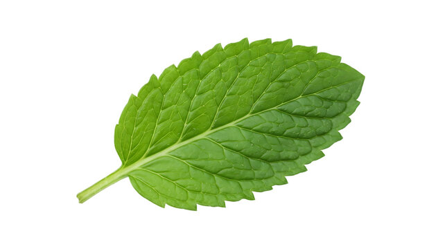 Single fresh green mint leaf isolated on a transparent background, perfect for herbal concepts.