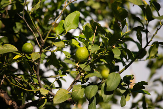 Sunlit lemon tree branches with ripening green citrus fruits in Val di Noto, Sicily, Italy.