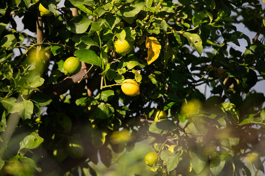 Sunlit lemon tree branches with ripening green citrus fruits in Val di Noto, Sicily, Italy.