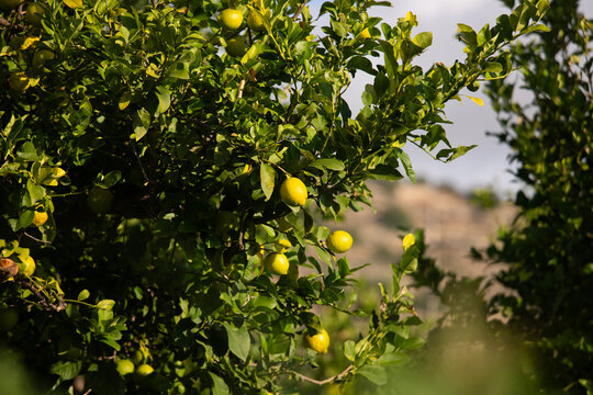 Sunlit lemon tree branches with ripening green citrus fruits in Val di Noto, Sicily, Italy.