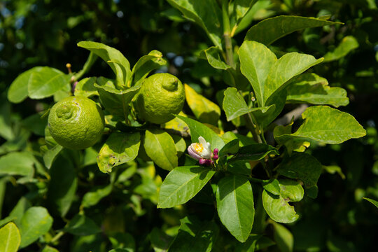 Sunlit lemon tree branches with ripening green citrus fruits in Val di Noto, Sicily, Italy.