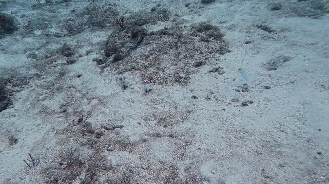 Marine Life and Ocean: 4K Underwater Video of a Yellowhead Jawfish Hovering Above Its Sandy Burrow in Key Largo, Florida
