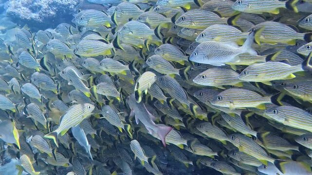 Marine Life and Ocean: 4K Underwater Video of a Large School of Bluestriped Grunts Swimming Along Coral Reef in Key Largo, Florida