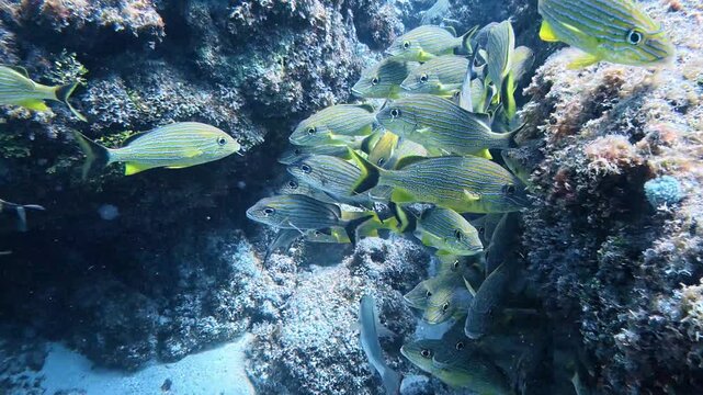 Marine Life and Ocean: 4K Underwater Video of a Large School of Bluestriped Grunts Swimming Along Coral Reef in Key Largo, Florida