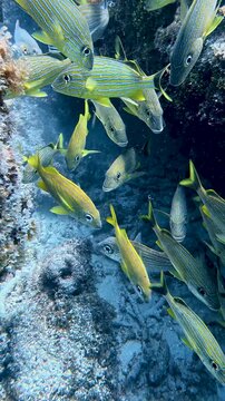 Marine Life and Ocean: Vertical Video of Bluestriped Grunts Swimming Around Coral Reef in Key Largo, Florida