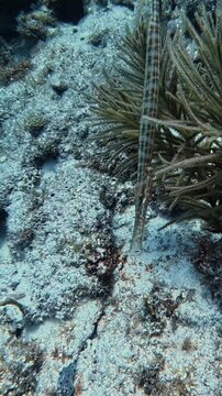 Marine Life and Ocean: Slender Trumpetfish Camouflaged Among Coral Reef and Sea Fans in Key Largo, Florida
