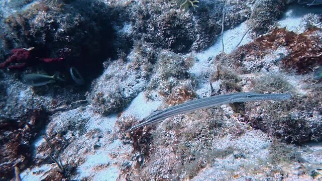 Marine Life and Ocean: 4K Underwater Video of a Slender Trumpetfish Swimming Near Coral Reef in Key Largo, Florida