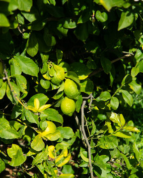 Sunlit lemon tree branches with ripening green citrus fruits in Val di Noto, Sicily, Italy.