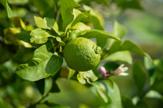 Sunlit lemon tree branches with ripening green citrus fruits in Val di Noto, Sicily, Italy.