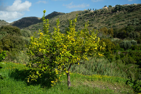 Sunlit lemon tree branches with ripening green citrus fruits in Val di Noto, Sicily, Italy.