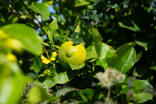 Sunlit lemon tree branches with ripening green citrus fruits in Val di Noto, Sicily, Italy.