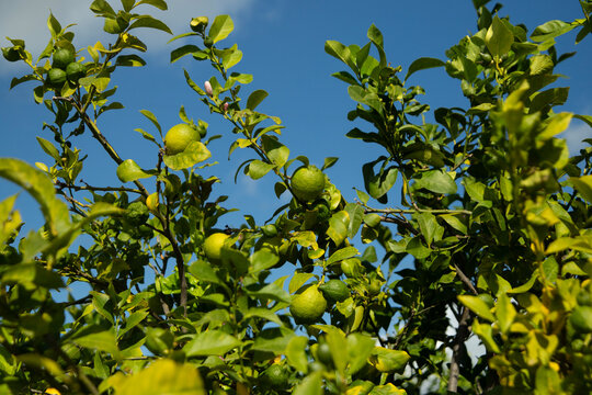 Sunlit lemon tree branches with ripening green citrus fruits in Val di Noto, Sicily, Italy.