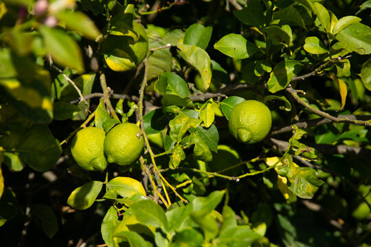 Sunlit lemon tree branches with ripening green citrus fruits in Val di Noto, Sicily, Italy.