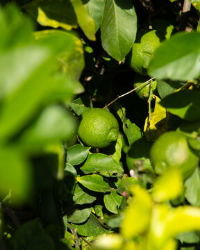 Sunlit lemon tree branches with ripening green citrus fruits in Val di Noto, Sicily, Italy.