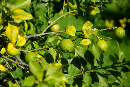 Sunlit lemon tree branches with ripening green citrus fruits in Val di Noto, Sicily, Italy.