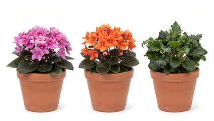 Naklejka premium Three blooming potted plants featuring pink and orange flowers in clay pots