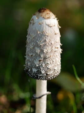 Close up of a single coprinus mushroom