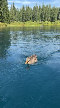 POV from a row boat on Clear Lake in the Willamette National Forest in the Cascade Mountains of Oregon on a summer day with a duck following.