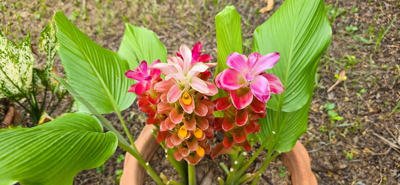 Siam Tulip, or Summer Tulip, has petals shaped like a lotus flower, hence its name "Siam Tulip" (Curcuma alismatifolia). It has a long flower stalk and is a herbaceous plant with underground rhizomes.