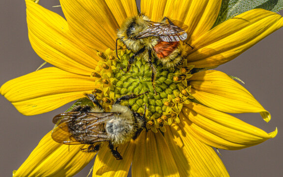 Two Bumblebees Foraging in the Center of a Common Sunflower.