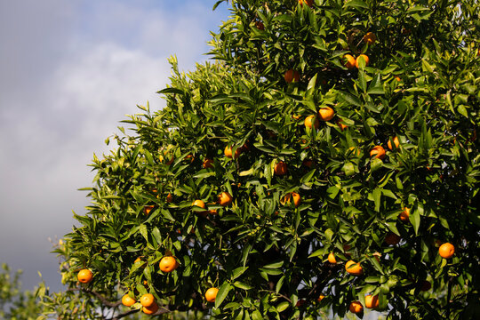 Ripe oranges hanging from a tree branch against a clear blue sky in Val di Noto, Sicily, Italy.
