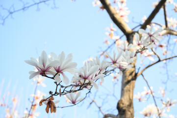 White yulan magnolia blossoms blooming on tree branches against a clear blue sky in springtime, captured from a low angle perspective. © bigy9950