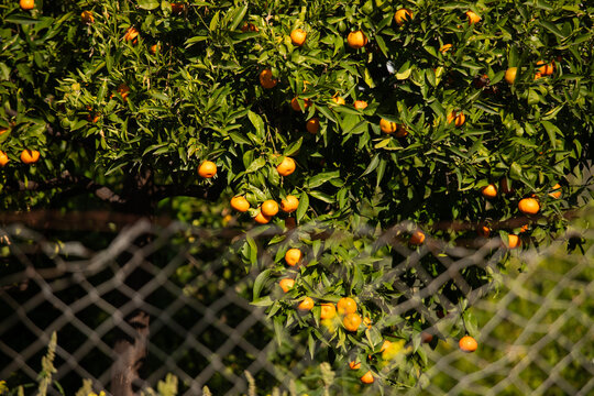 Ripe oranges hanging from a tree branch against a clear blue sky in Val di Noto, Sicily, Italy.