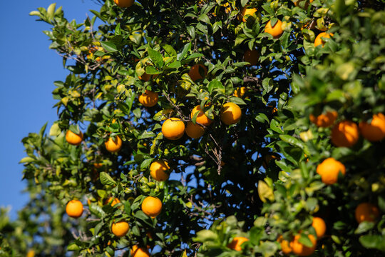 Ripe oranges hanging from a tree branch against a clear blue sky in Val di Noto, Sicily, Italy.