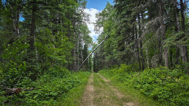 Anglin Lake, Saskatchewan, Scenic Forest Trail Through Lush Boreal Woodland with Fallen Birch Tree