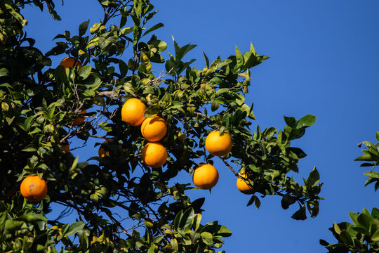 Ripe oranges hanging from a tree branch against a clear blue sky in Val di Noto, Sicily, Italy.