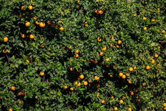 Ripe oranges hanging from a tree branch against a clear blue sky in Val di Noto, Sicily, Italy.