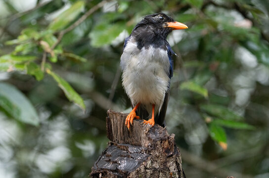 Red-billed Blue Magpie Perched on Tree Stump Against Green Background