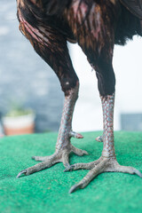 Leg of rooster with spurs on farmyard ground © Dontree