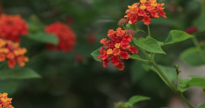 Beautiful little yellow and pink lantana camara flowers blooming in autumn