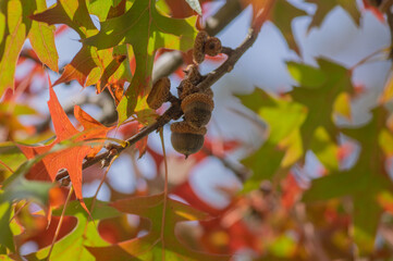 Acorns and colorful leaves of Quercus palustris pin oak tree on branch in autumn sunlight © Iva