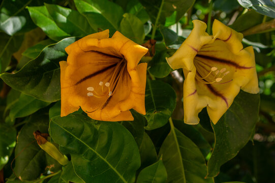 Golden trumpet flowers of Solandra maxima blooming among glossy green leaves