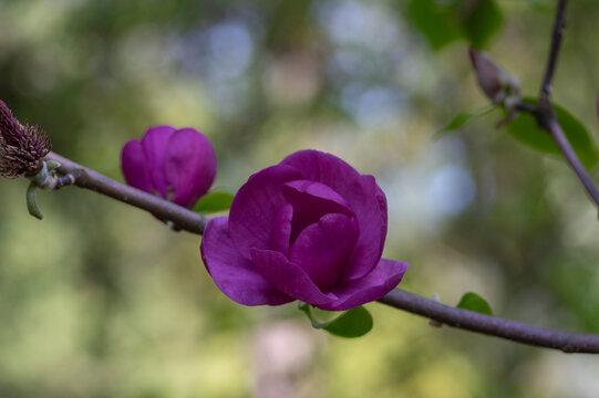 Magnolia liliiflora called Mulan purple red lily tulip woody orchid magnolia in bloom, flowering springtime tree shrub