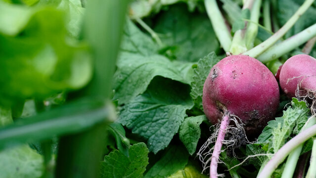 Red radish with rot spots, imperfect harvest concept