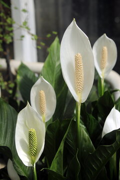 Fiori di Spatafillo ianchi con foglie verdi rigogliose