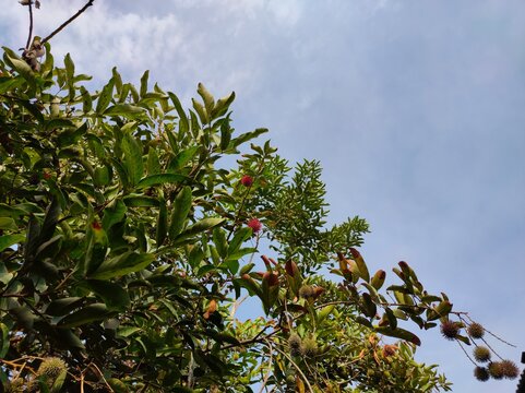 Rambutan leaves and fruit showing abnormal growth, wrinkling, and stunted development caused by the 2026 El Nino phenomenon and prolonged drought. Illustration of extreme climate change effects on tro