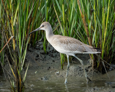 Long billed Curlew