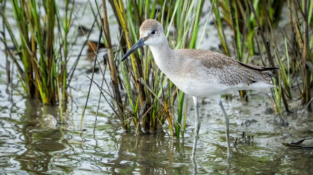 Long billed Curlew