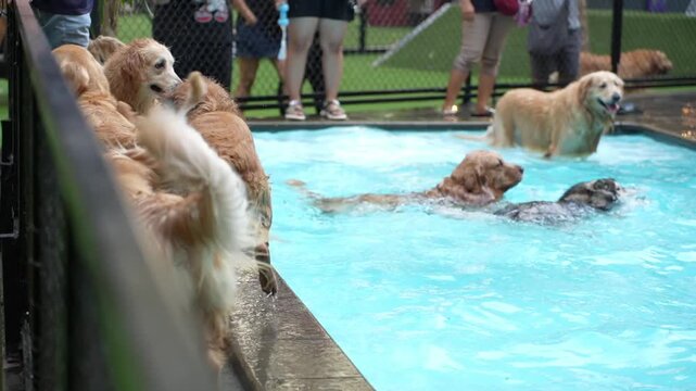 Golden retrievers and other dogs swimming and playing together in a blue pool at a dog park, enjoying exercise, socializing and summer fun.
