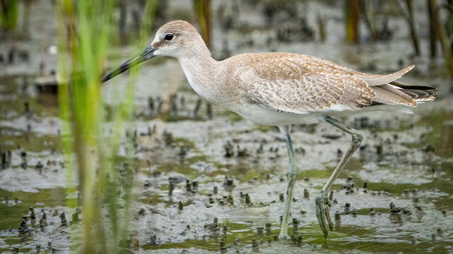 Long billed Curlew
