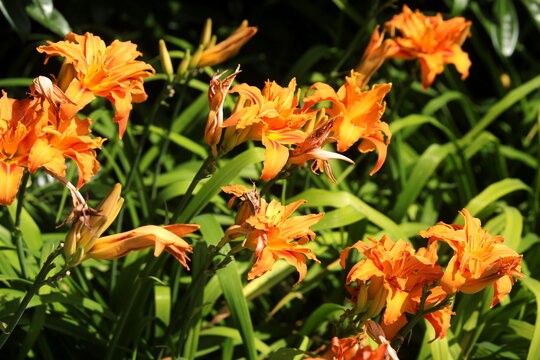Fiori di giglio di giorno arancioni fioriti al sole in un giardino estivo