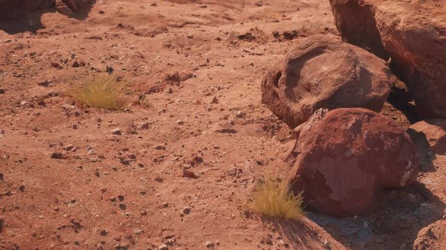 Rocks of various sizes are scattered on dry desert land. Some small plants are growing among the rocks. The sunlight shines down, highlighting the textures of the ground.