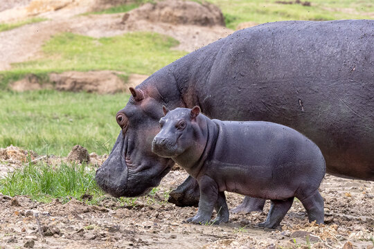 Mother and baby hippopotamus, hippopotamus amphibius, on the banks of Lake Edward,  Uganda. Hippos are now vulnerable in the wild.