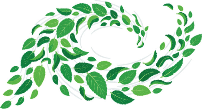 Green Mint Leaves Blowing in Wind Vector Illustration for Freshness Aromatherapy Herbal Tea Minty Flavor Cosmetics and Natural Eco Friendly Branding